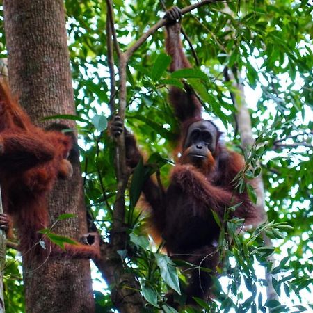 Sumatra Orangutan Discovery Villa บูกิตลาวัง ภายนอก รูปภาพ