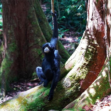 Sumatra Orangutan Discovery Villa บูกิตลาวัง ภายนอก รูปภาพ