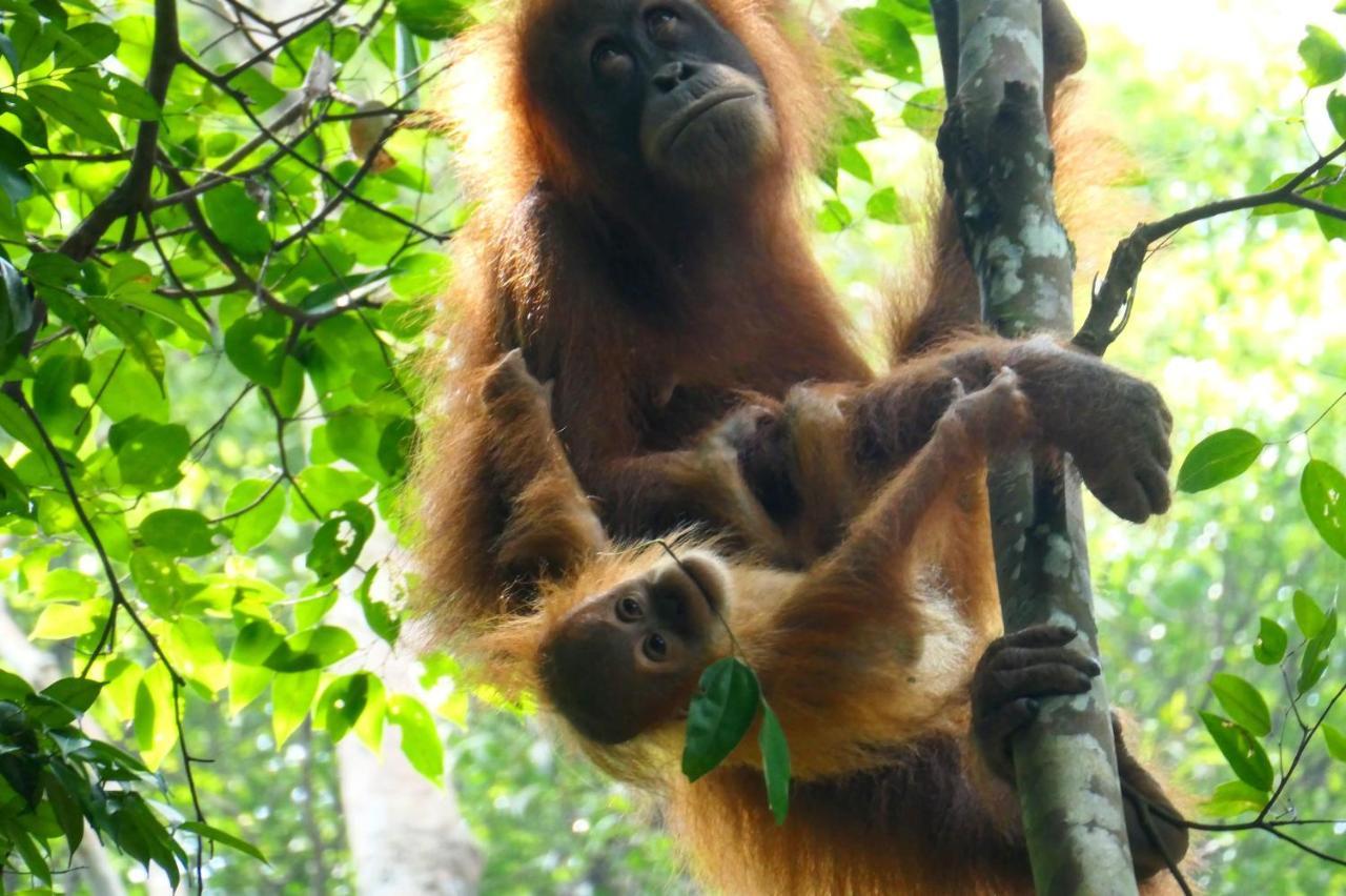 Sumatra Orangutan Discovery Villa บูกิตลาวัง ภายนอก รูปภาพ