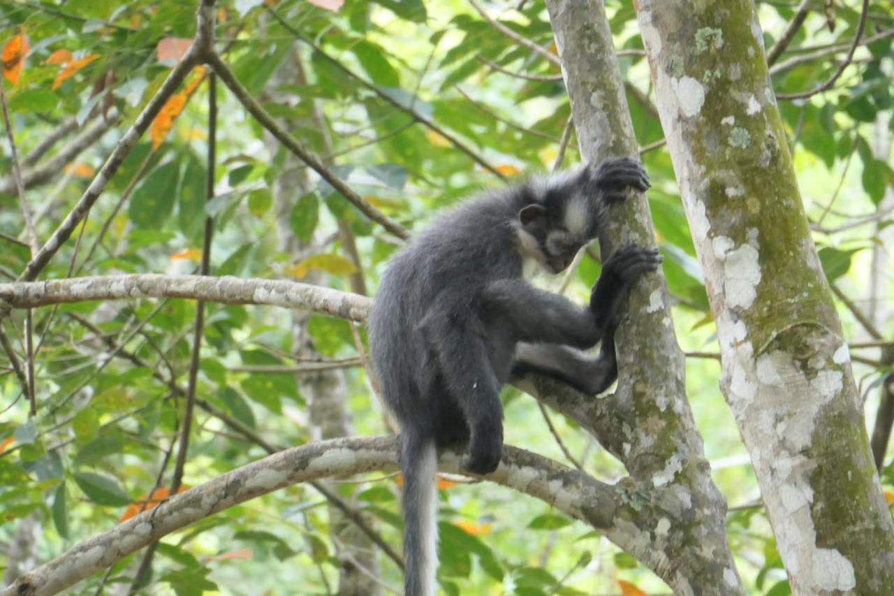 Sumatra Orangutan Discovery Villa บูกิตลาวัง ภายนอก รูปภาพ