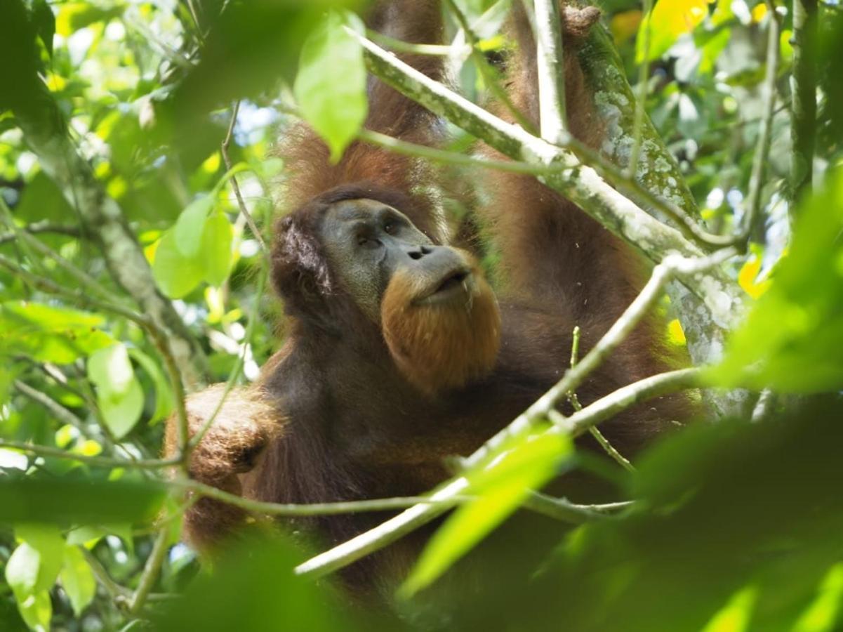 Sumatra Orangutan Discovery Villa บูกิตลาวัง ภายนอก รูปภาพ