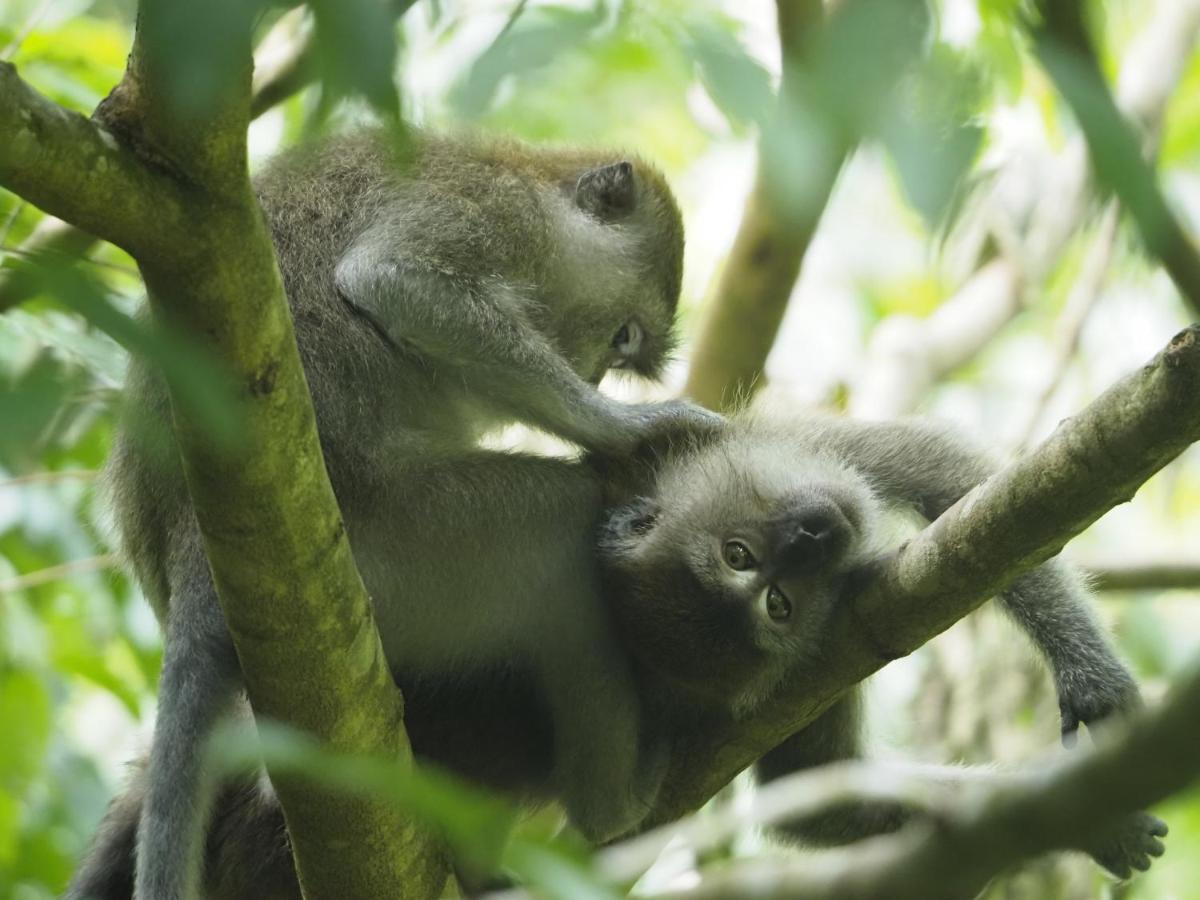 Sumatra Orangutan Discovery Villa บูกิตลาวัง ภายนอก รูปภาพ