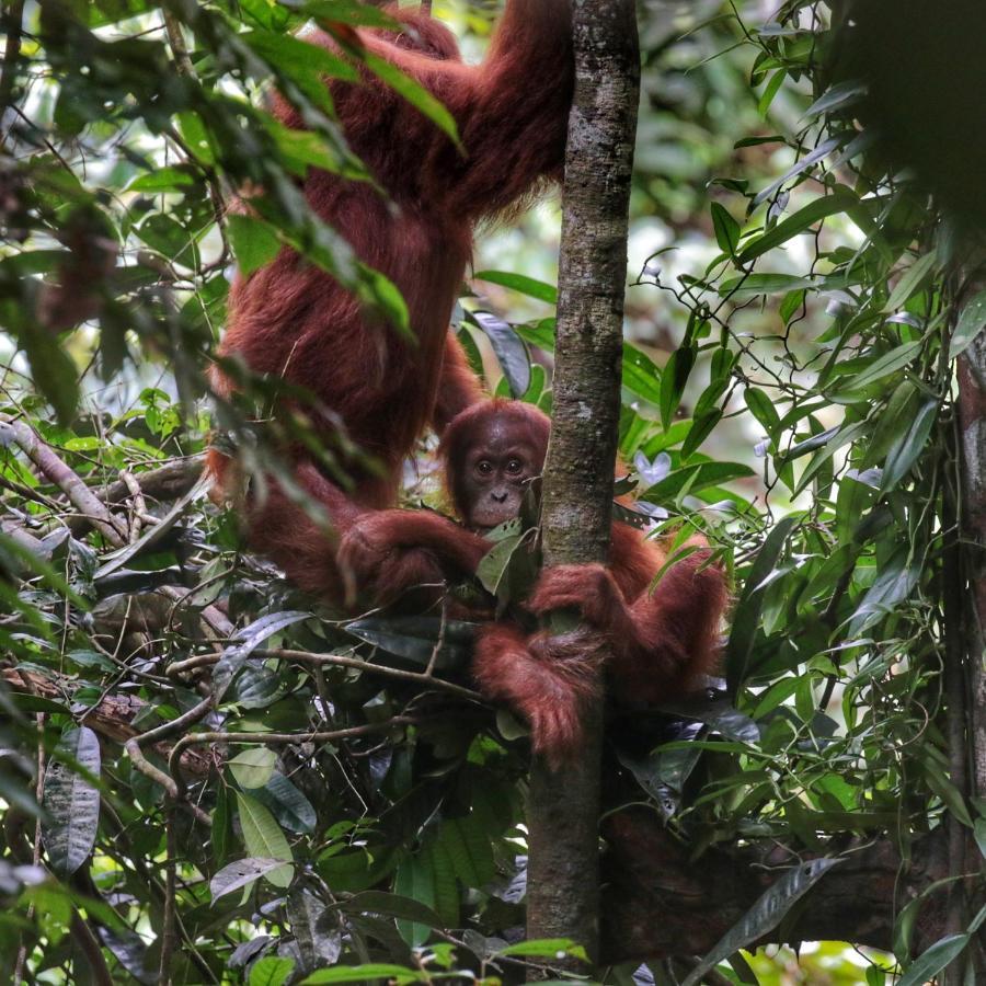 Sumatra Orangutan Discovery Villa บูกิตลาวัง ภายนอก รูปภาพ