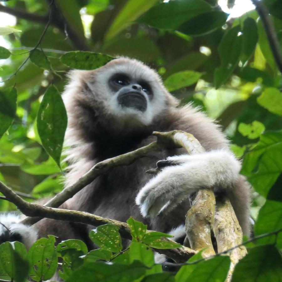 Sumatra Orangutan Discovery Villa บูกิตลาวัง ภายนอก รูปภาพ