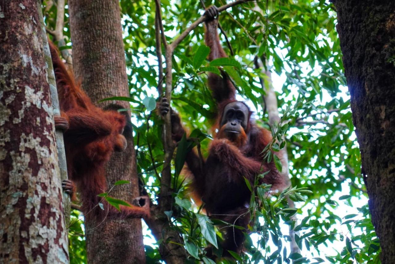 Sumatra Orangutan Discovery Villa บูกิตลาวัง ภายนอก รูปภาพ