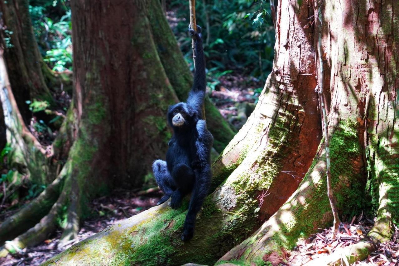 Sumatra Orangutan Discovery Villa บูกิตลาวัง ภายนอก รูปภาพ